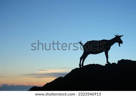 A goat stands on the hill in Lanyu(Orchid island), Taiwan Royalty-Free Stock Photo #2323546913