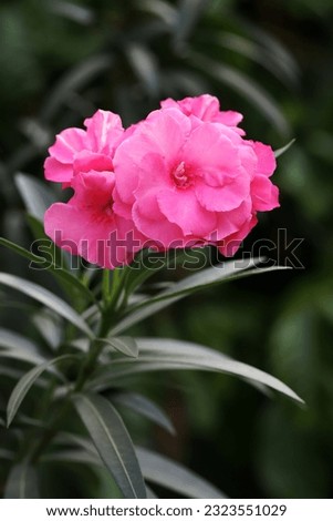 Blooming pink oleander flowers with green leaves background, image for mobile phone screen, display, wallpaper, screensaver, lock screen and home screen or background 