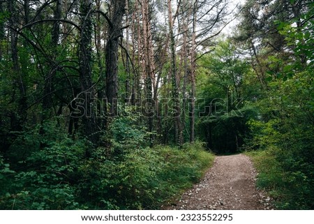 pilgrim trail through the forest to santiago, spain. High quality photo