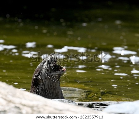 Asian small-clawed otter swimming in a river Royalty-Free Stock Photo #2323557913