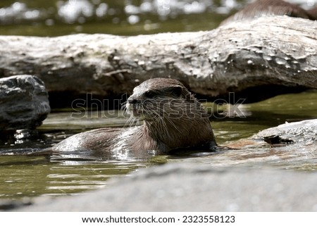 Asian small-clawed otter swimming in a river
