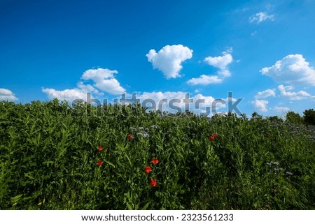Wildflowers and poppies together in a meadow with blue sky