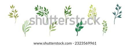 Green Twig and Branch with Leaves Vector Set Royalty-Free Stock Photo #2323569961