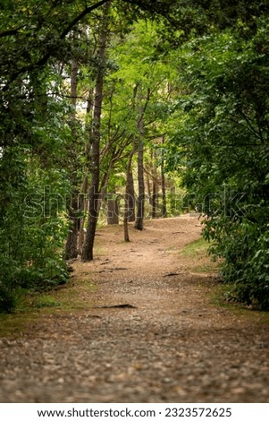 Forest landscape with a dirt road crossing the forest. Peaceful scene in nature. Vertical photo