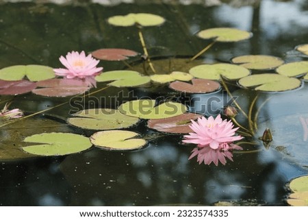 the quietness of the lotus-flowering lake