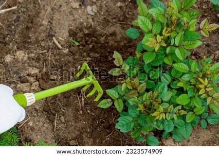 The gardener loosens the soil in the garden. Processing land and care of the flowers and bush rose. Loosening of the ground by garden rakes. Soft selective focus