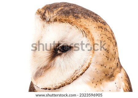 Photo of an owl in macro photography, high resolution baby owl photo. Barn Owl (Tyto furcata or Tyto alba), also known as Barn Owl, and Deathshroud