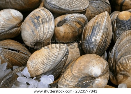A bunch of clams on ice for sale at a market stall.
