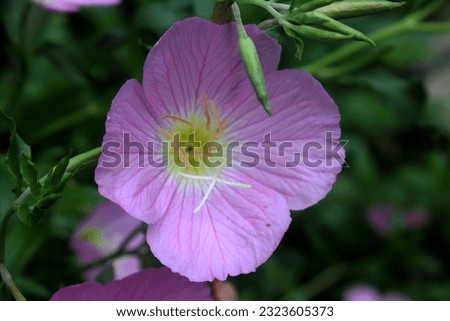 A captivating close-up of Purple Pinkladies, featuring exquisite blooms and delicate green buds. The blurred background adds depth to the image. Ideal for top search results on stock photography sites