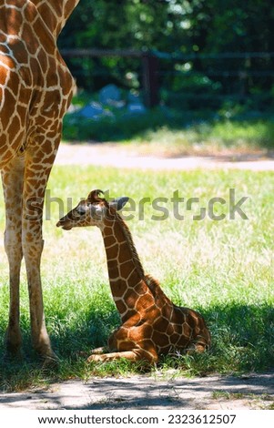 A baby giraffe with his mother.