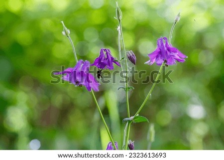 Catchment, or Eagles, or Aquilegia ( lat. Aquilegia ) is a genus of herbaceous perennial plants of the Buttercup family