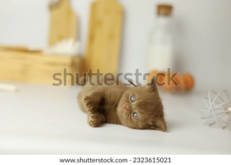 Little cute kitten plaing on the kitchen table. British shorthair cinnamon cat 