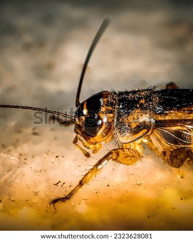 House cricket Insect, is a cricket most likely native to Southwestern Asia, but between 1950 and 2000 it became the standard feeder insect for the pet and research industries and spread worldwide.. Royalty-Free Stock Photo #2323628081