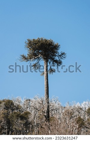 Chilean Patagonian Araucaria, traditional mapuche tree, on a clear sky day. Royalty-Free Stock Photo #2323631247