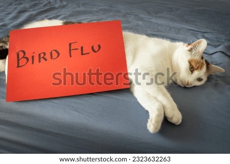 bird flu in cats, Alarming red card with the words Bird flu leaning on a lying cat, Concept, Animal diseases, taking care of the health of domestic kittens

