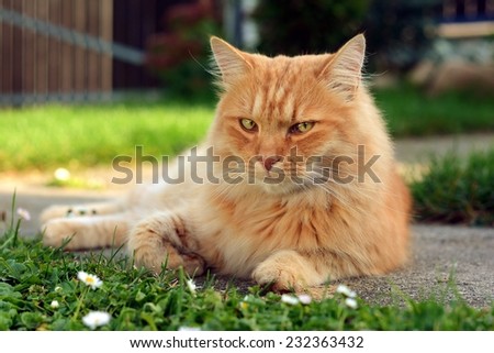 Beautiful ginger cat lying on the garden