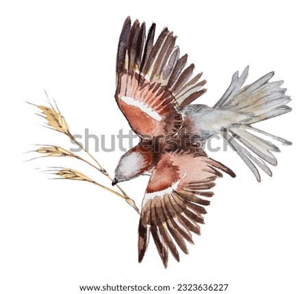 Watercolor hand painted sparrow with wheat illustration isolated on a white background. Bird design.Nature concept.