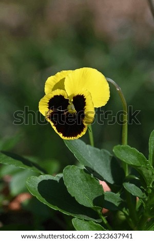 one large yellow-black pansy flower