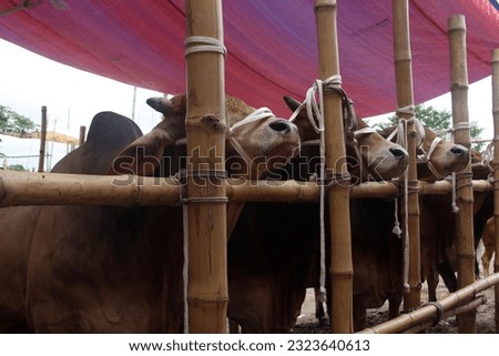 Brown color Cow is standing in the cow market-Eid cow Royalty-Free Stock Photo #2323640613