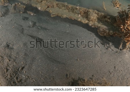 Torpedo sinuspersici On the seabed  in the Red Sea, Israel
 Royalty-Free Stock Photo #2323647285