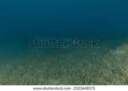 Hawksbill sea turtle in the Red Sea, Eilat, Israel
