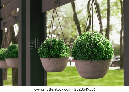 Green live plants in round pots are suspended on the veranda of the summer cafe as an interior decoration. Details of the design of public places. The use of plants for the decoration of the room.