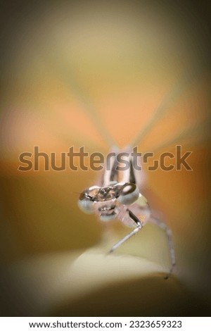 Face of damselfly with colorful background.Vignetting. Macro.
