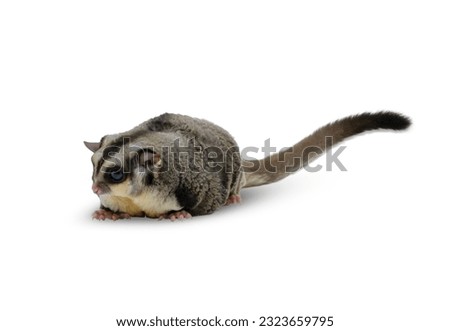 Sugar Glider Long Tail Isolated on White Background