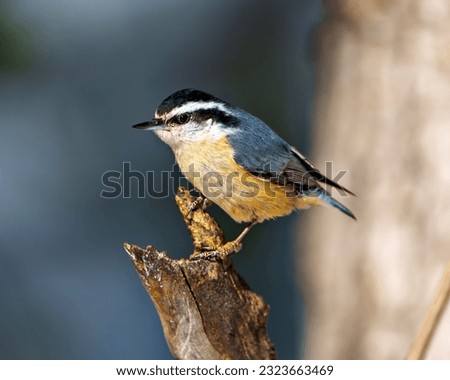 Red-breasted Nuthatch perched on a twig with a blur background in its environment and habitat surrounding. Nuthatch Portrait.
