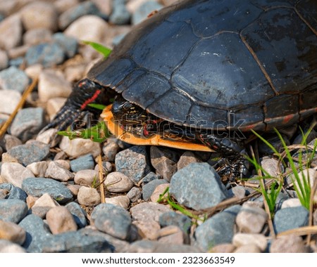 Painted turtle walking on gravel and displaying its turtle shell, head, paws in its environment and habitat surrounding. Turtle Picture.