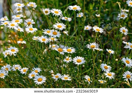 Daisy Flowers and  Summer Scenery Photo and Image.  Daisy flowers by the water making a landscape background in the summer season displaying beauty in nature.