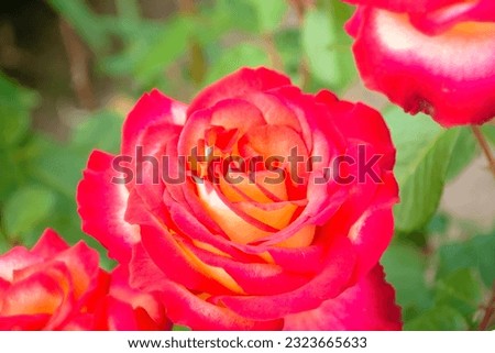 A beautiful delicate rose. A delicate flower grows in the garden. Red rose