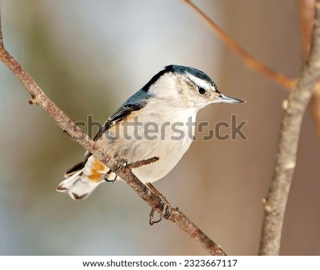 White-breasted Nuthatch perched on a tree branch with a blur background in its environment and habitat surrounding. Nuthatch Portrait.