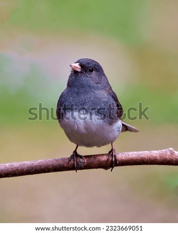 Junco close-up front view perched with a beautiful coloured background in its environment and habitat surrounding, and displaying grey and white colour. Dark-eyed Junco Portrait.