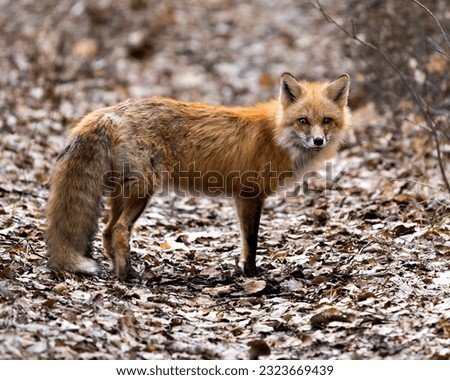 Red fox close-up profile side view in the spring season displaying fox tail, fur, in its environment and habitat with a blur background. Fox Image. Picture. Portrait. Photo.
