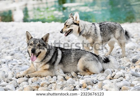 Swedish Vallhund  swimming in a river in summer Royalty-Free Stock Photo #2323676123