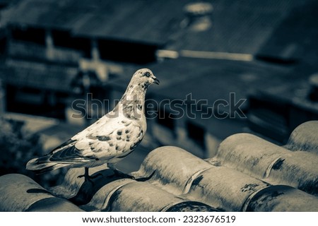 Old black and white picture of White pigeon on the roof in Angra dos Reis in Brazil. Hot weather.