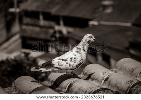 Old black and white picture of White pigeon on the roof in Angra dos Reis in Brazil. Hot weather.