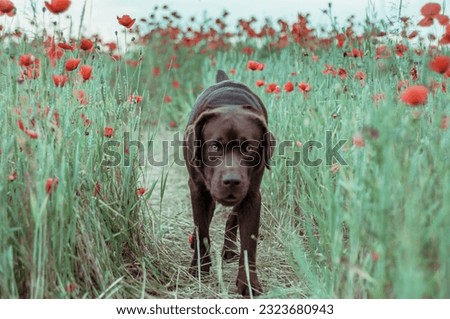 Brown chocolate retriever on a field with poppy flowers