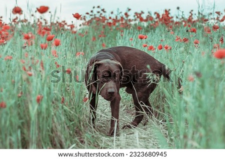 Brown chocolate retriever on a field with poppy flowers