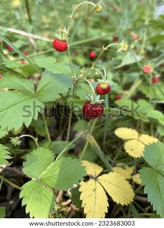 wild strawberries with green leaves Royalty-Free Stock Photo #2323683003