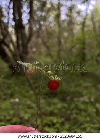 red wild strawberry on a green background Royalty-Free Stock Photo #2323684155