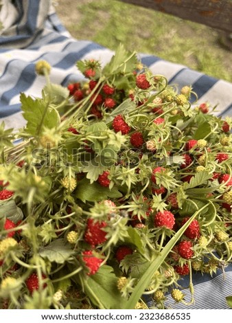 strawberries, picked berries with leaves Royalty-Free Stock Photo #2323686535
