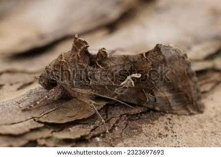 Natural closeup on the common Silver-Y owlet moth, Autographa gamma sitting on wood Royalty-Free Stock Photo #2323697693