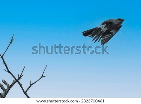 A Northern Mockingbird takes flight                               