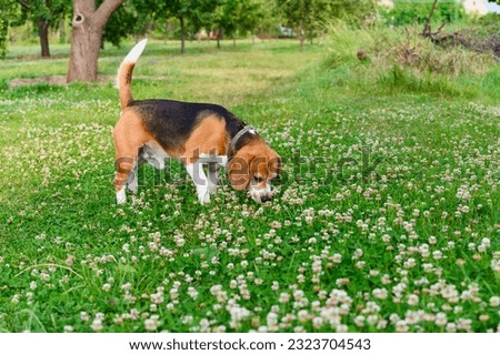 Beagle dog sniffs clover on a green lawn.