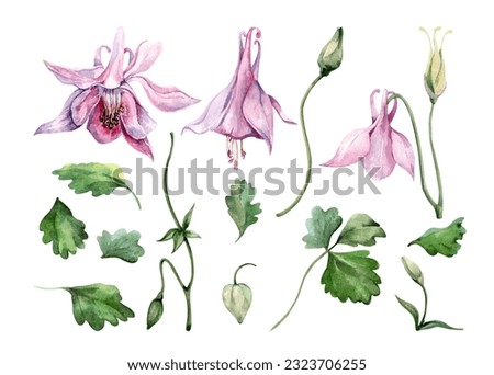 Set of isolated elements of blooming flowers. Pink bells, buds, green leaves, stems. Summer clip art. Garden flowers. Hand-drawn watercolor illustration on a white background for card design.