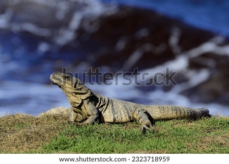 Mexican spiny tailed iguana sunning