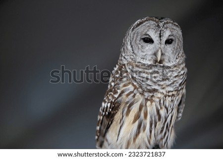 Borrowing Owl an Endangered Species Royalty-Free Stock Photo #2323721837