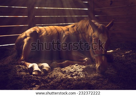 Young weanling horse lying down in stall with sunbeams shining looking tired exhausted sleepy sad sick depressed alone relaxed Royalty-Free Stock Photo #232372222